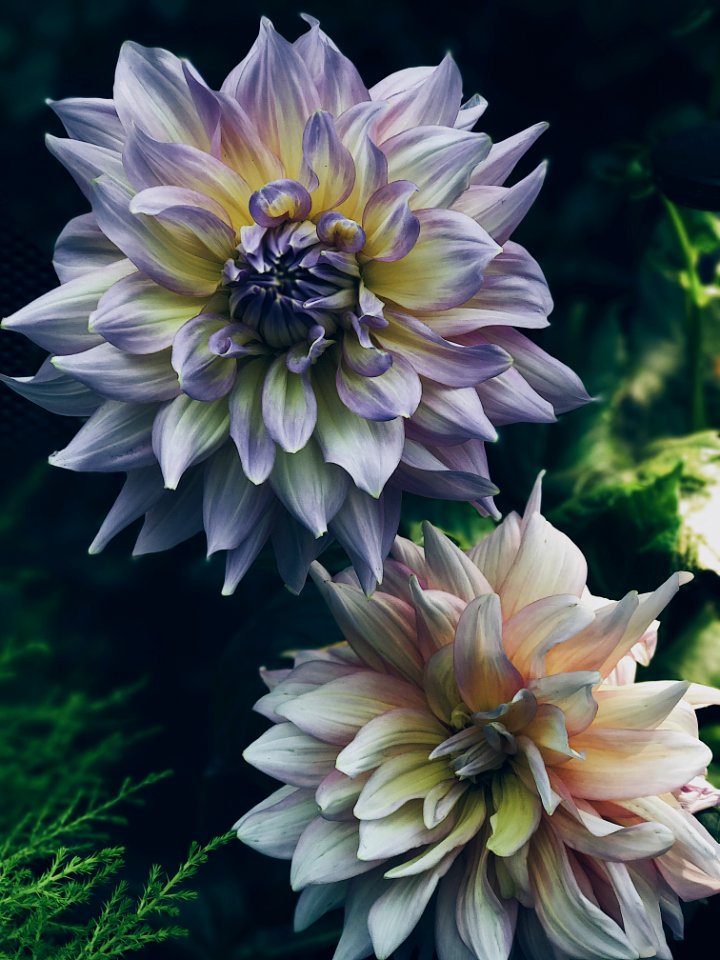 Dahlia Flowers