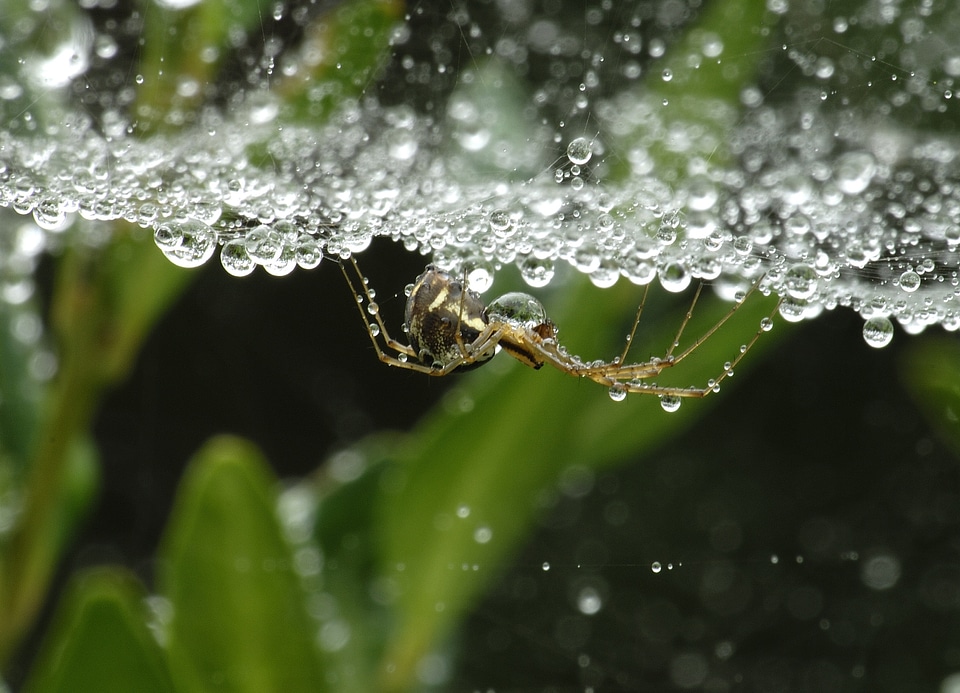 Close up cobweb morgentau