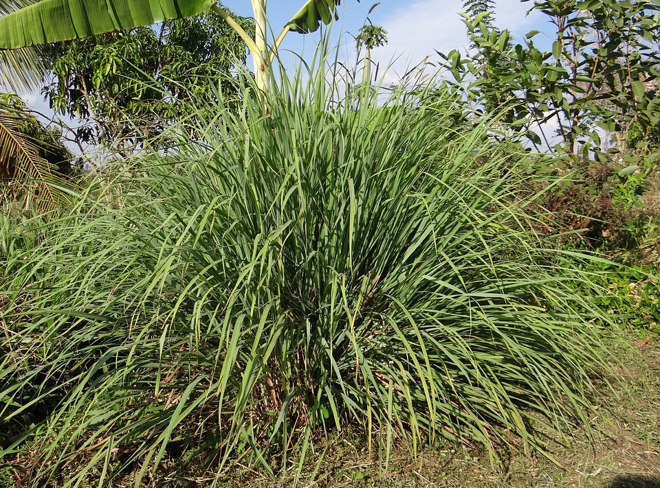Plants greenery leaves