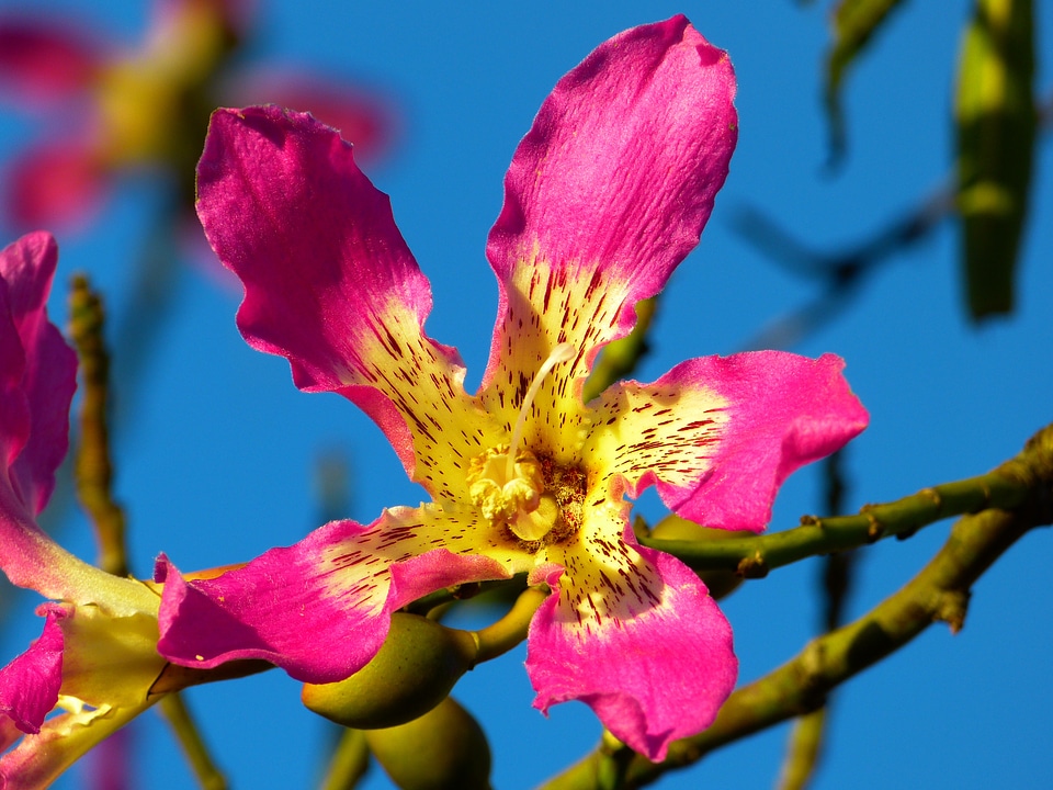 Blossom bloom pink