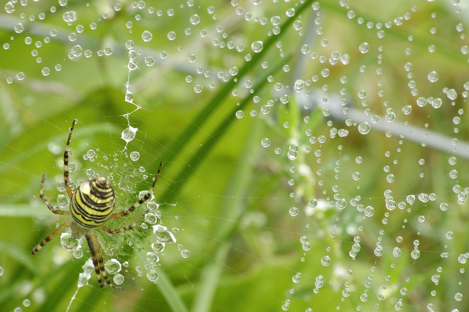 Close up cobweb morgentau