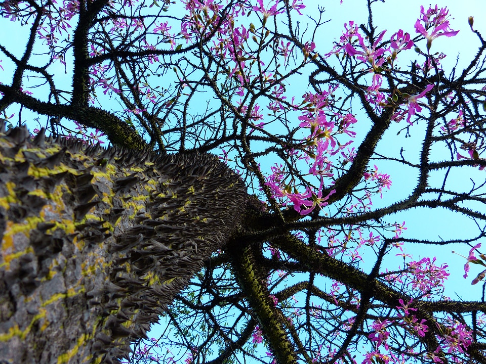 Tribe prickly young tree