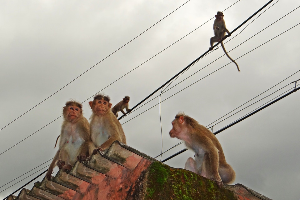 Western ghats bonnet macaques india