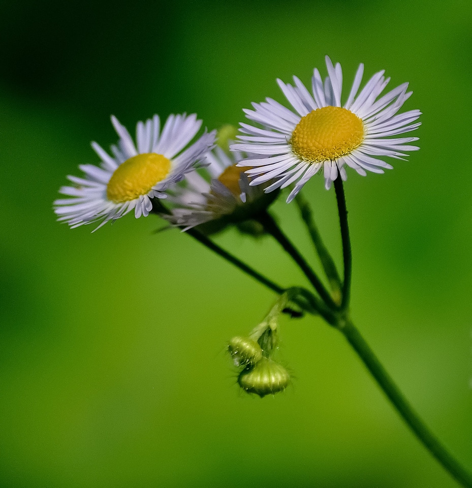 Yellow green nature