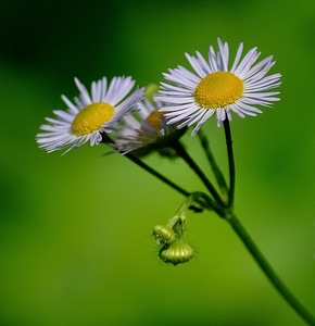 Yellow green nature