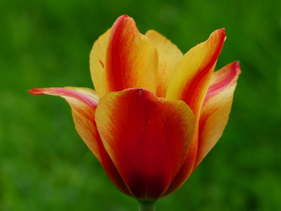Tulpenbluete flower colorful