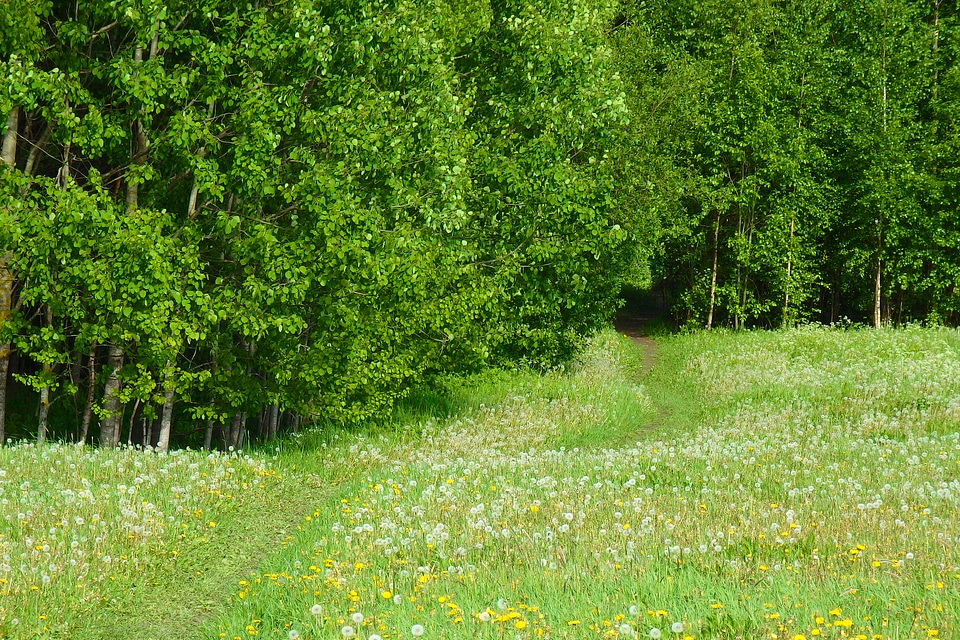 Pathway dandelions forest