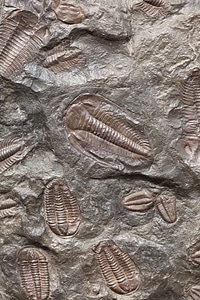 Evolution extinct fossil photo