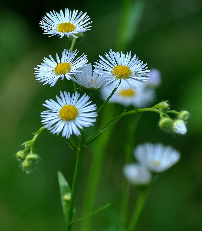 Yellow green nature