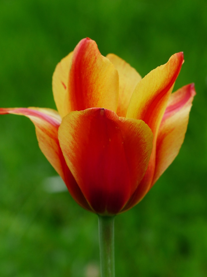 Tulpenbluete flower colorful
