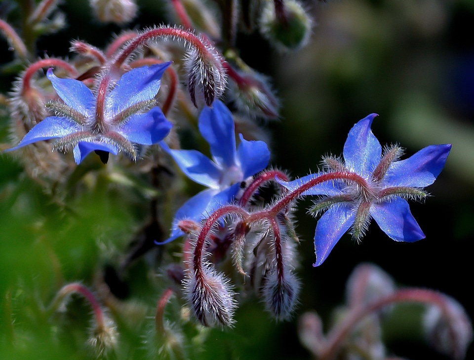 Nature beautiful floral