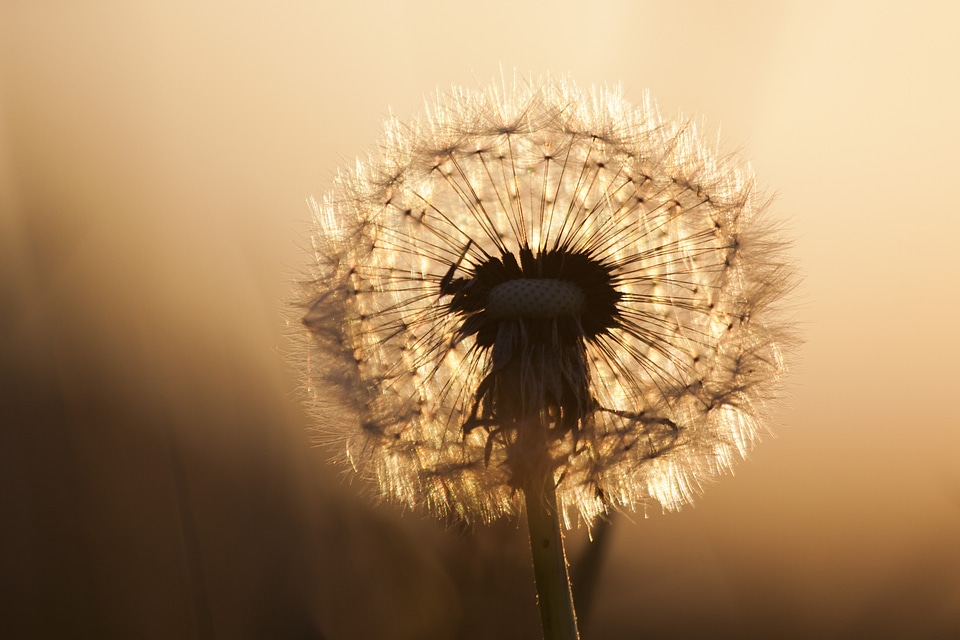 Plant flight screens taraxacum sect ruderalia