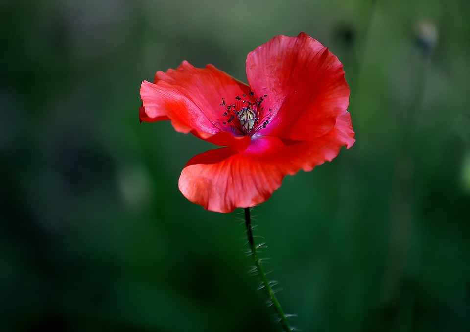 Meadow plant nature