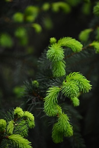 Bud forest hungary photo