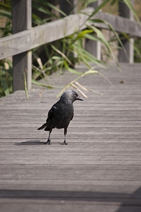 Bridge wood animal