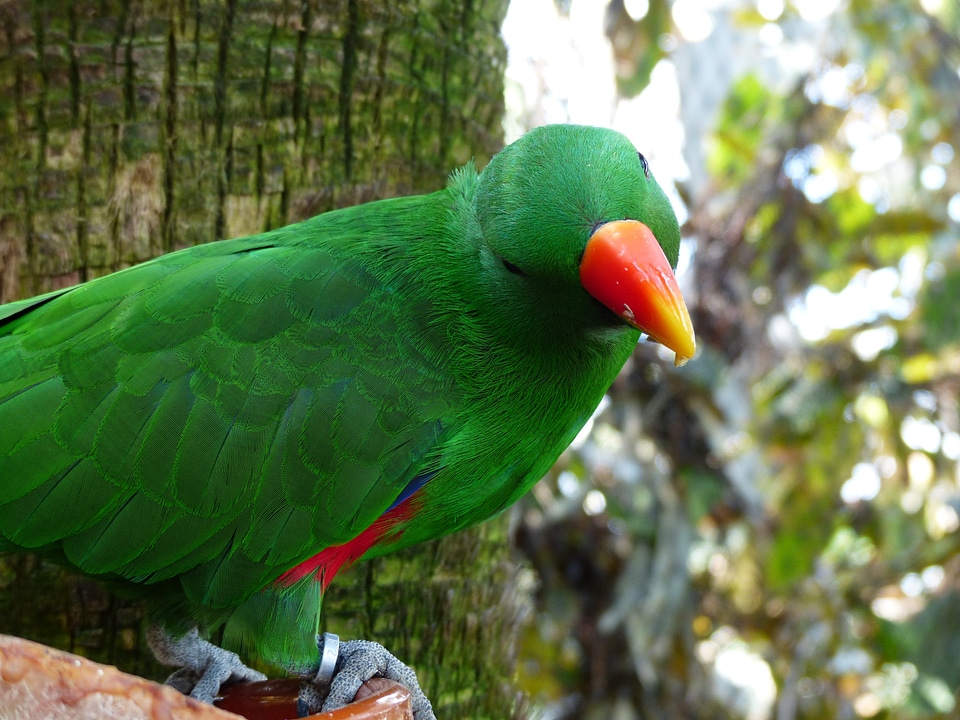 Red orange bird eclectus roratus