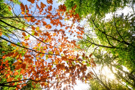 Low Angle Photo Of Maple Leaves photo