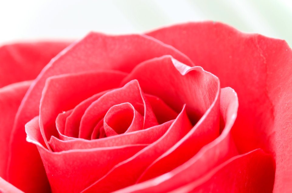 Close-Up Photography Of Flower