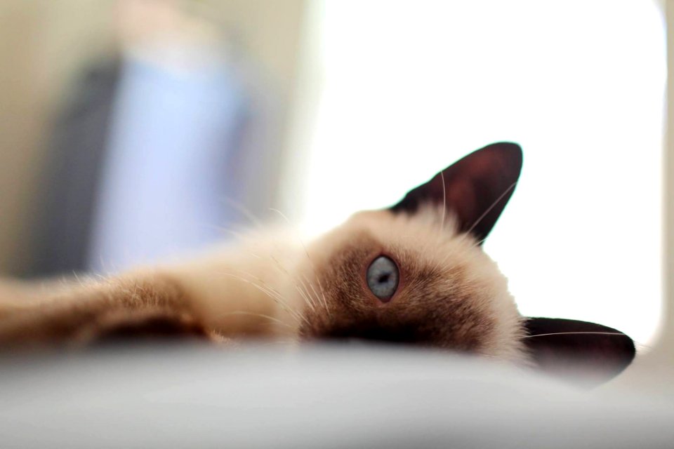 Adorable Animal Photography