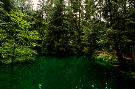 Daylight Environment Forest