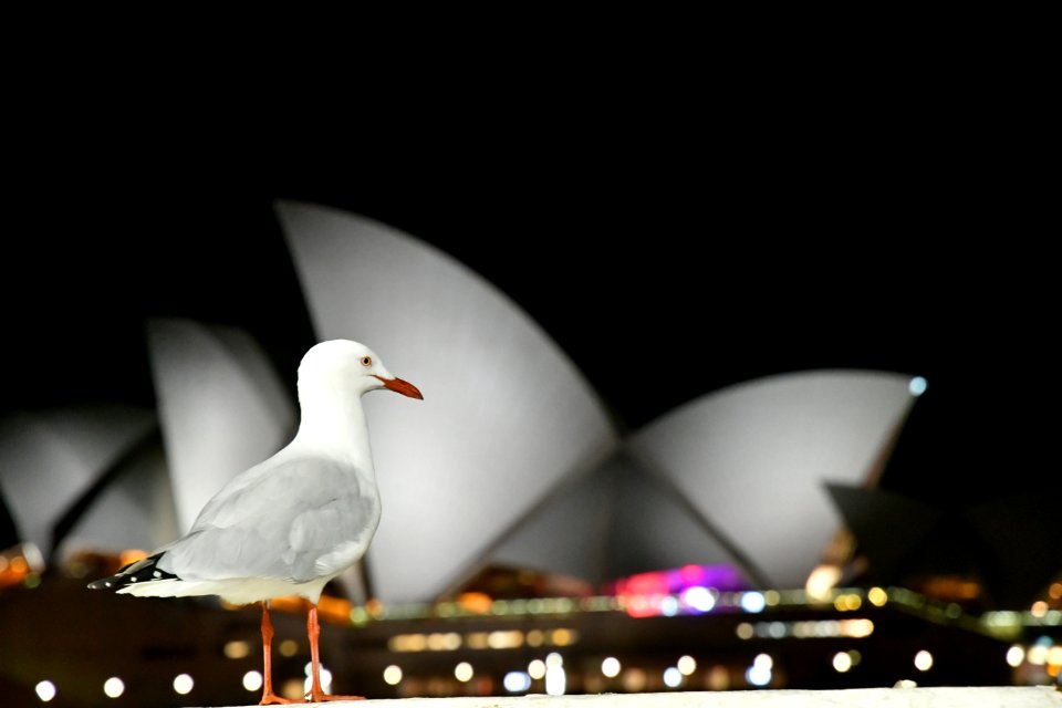 White Bird With View Of Sydney Opera House
