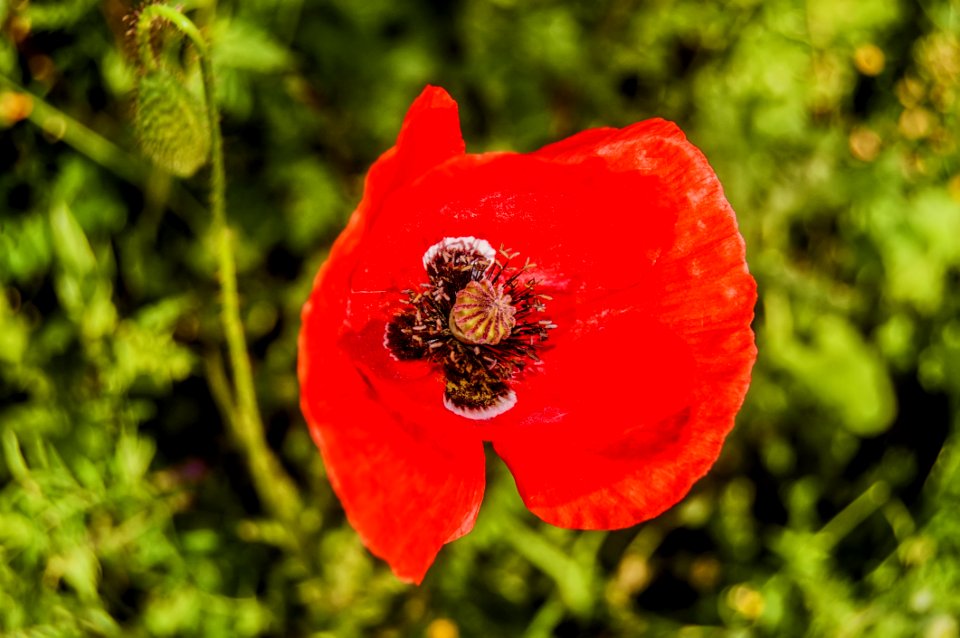 Selective Focus Photography Of Common Poppy