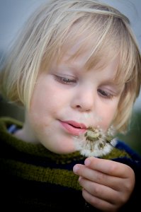 Selective Focus Photography Of Girl In Green And Black Striped Sweater Holding And Blowing Dandelion photo