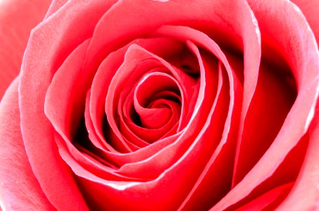 Red Rose Portrait