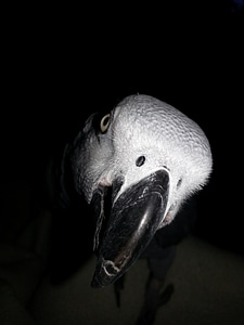 Close-up bird fly