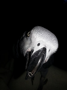 Close-up bird fly photo