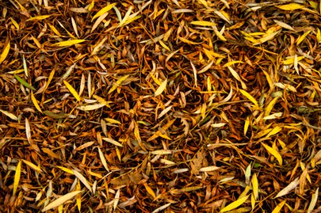 Autumn Dry Fall