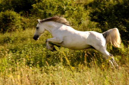 Animal Cavalry Countryside