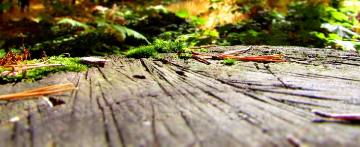 Brown Wooden Surface photo