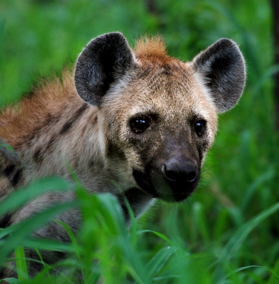 Animal Photography Blur