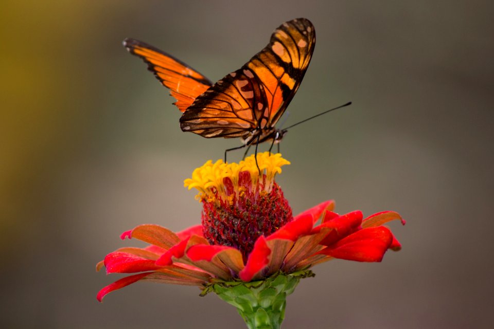 Brown And Black Butterfly Perched On Yellow And Red Petaled Flower Closeup Photography
