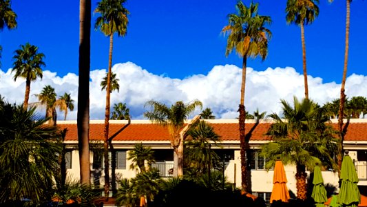 Architecture Clouds Coconut photo