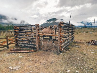 Animal Camel Clouds