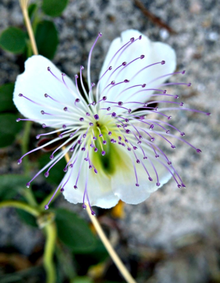 Close-Up Phorography Of White And Purple Flower