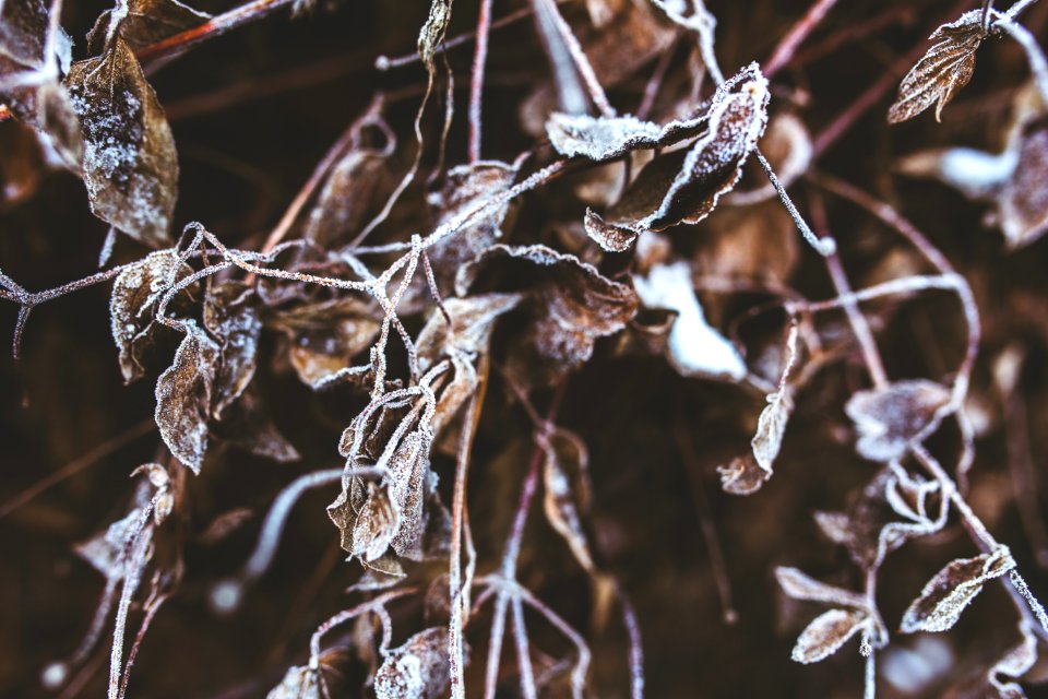 Frozen Branches And Withered Leaves