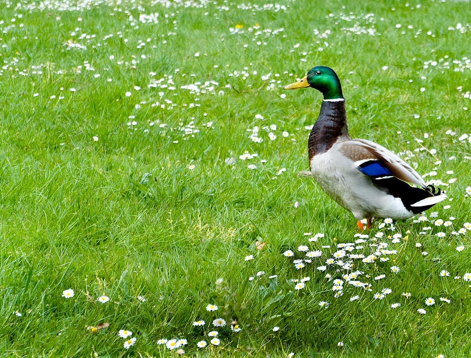Animal plumage nature