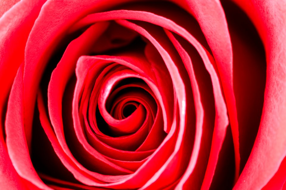 Photography Of A Rose photo