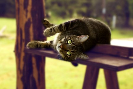 Adorable Animal Photography