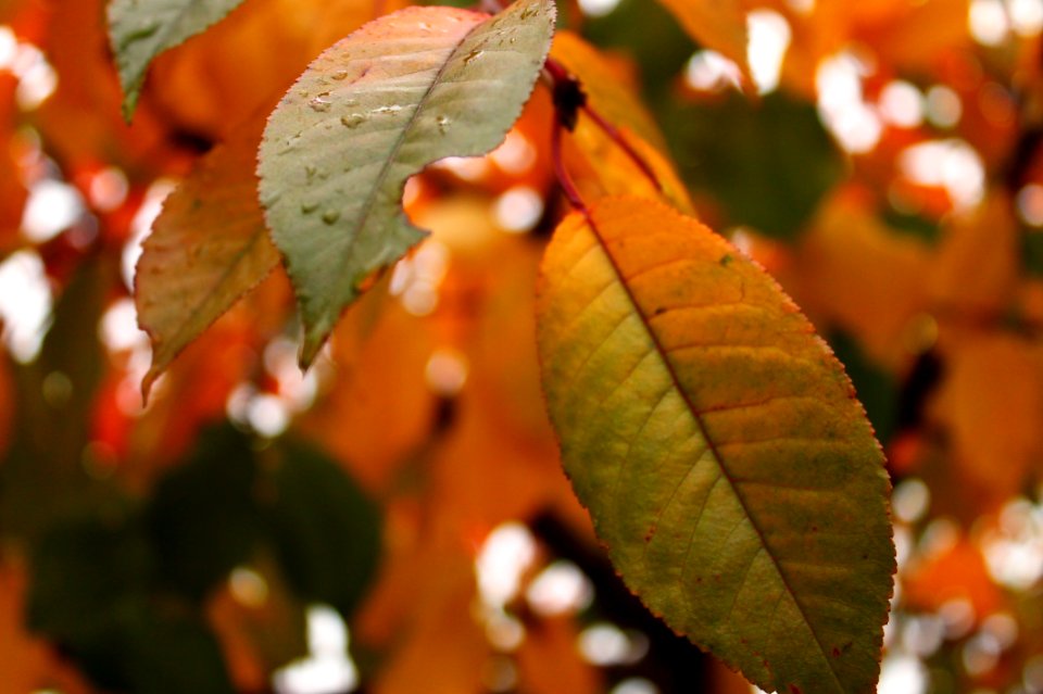Autumn Close-up Fall