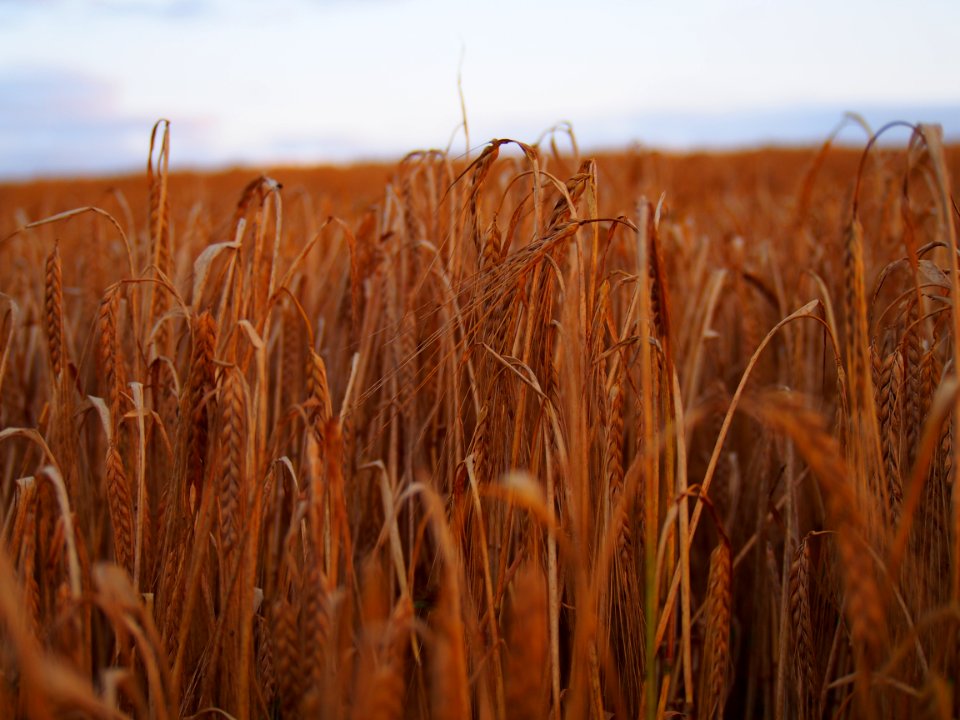 Agriculture Blur Cereal