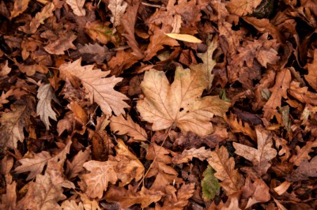 Autumn Dry Leaves photo