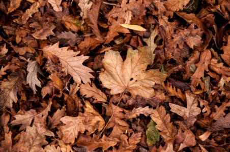 Autumn Dry Leaves