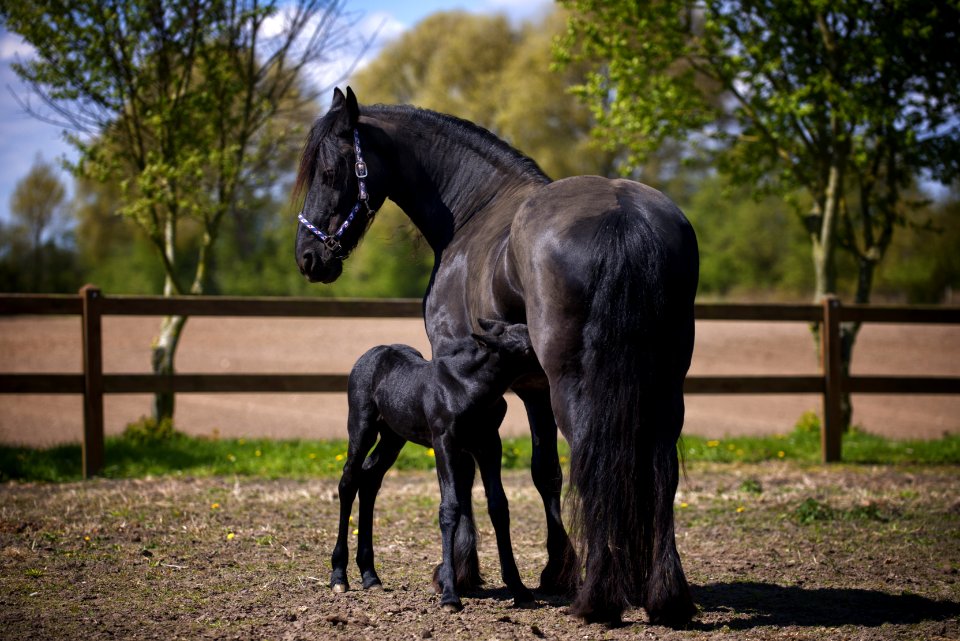 Two Black Horse On Field