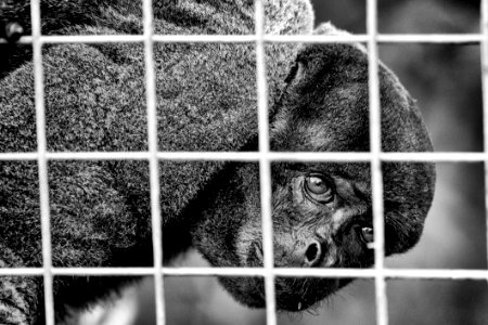 Animal Photography Black