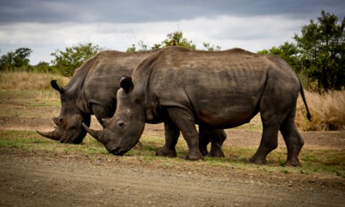 Two Rhino On Gray Field photo