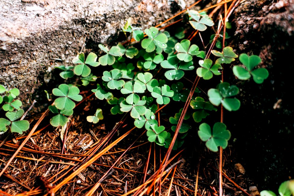 Close-up Clover Dewdrops